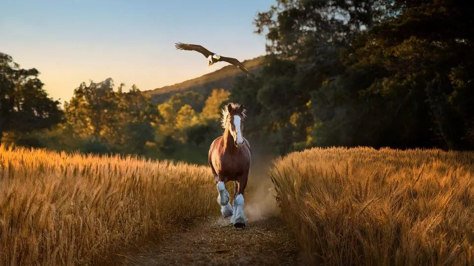 Why Budweiser’s ‘American Icons’ Will Be The Most Popular Super Bowl Commercial In 2026 image